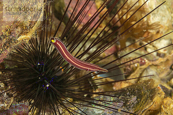 Der Gestreifte Clingfisch (Diademichthys lineatus) ist auch als Langschnauzen-Clingfisch und Seeigel-Clingfisch bekannt; Philippinen