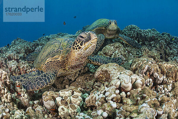 Ein Paar Grüne Meeresschildkröten (Chelonia mydas) vor der Küste von Maui. Diese Art ist vom Aussterben bedroht; Hawaii  Vereinigte Staaten von Amerika
