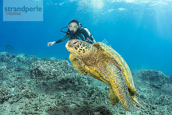Grüne Meeresschildkröten (Chelonia mydas)  eine vom Aussterben bedrohte Art  sind auf Hawaii häufig zu sehen. Hier ist eine mit einem Taucher abgebildet; Hawaii  Vereinigte Staaten von Amerika