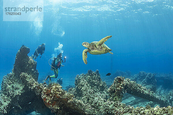 Grüne Meeresschildkröte (Chelonia mydas) und Taucher über den Überresten der Mala Wharf vor der Insel Maui  Hawaii  USA; Maui  Hawaii  Vereinigte Staaten von Amerika