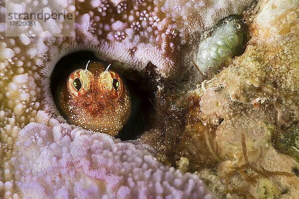 Der Segmentierte Schleimfisch (Salarias segmentatus) bleibt immer in der Nähe seiner Heimat in den Korallen; Yap  Mikronesien