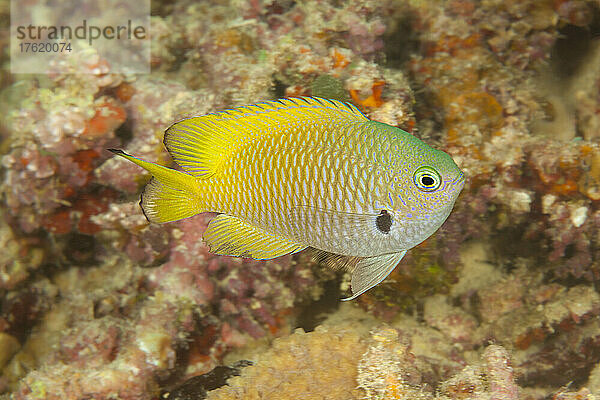 Der Schwarzspitzen-Lippfisch (Pomacentrus nigromarginatus) ist eine solitäre Art  die an den Außenhängen der Riffe in Fidschi vorkommt; Fidschi