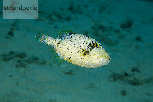 Dies ist das juvenile oder subadulte Stadium des Gelbspitzen-Drückerfisches (Pseudobalistes flavimarginatus). Diese Art kann in den Untiefen bis zu 200 Fuß Tiefe gefunden werden; Philippinen