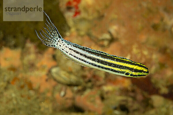 Der Gestreifte Giftschleimfisch (Meiacanthus grammistes) hat große Eckzähne  die mit Giftdrüsen verbunden sind und als Verteidigungswaffe dienen. Im Gegensatz zu den meisten giftigen Fischen  die ihre Gifte durch ihre Flossen injizieren  geben Schleimfische ihr Gift durch ihren Biss ab. Das Gift des Schleimfischs verursacht einen plötzlichen Blutdruckabfall  der Raubtiere vorübergehend betäuben kann; Philippinen