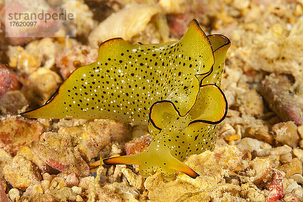 Die Ornate Schnecke (Elysia ornata) ist allgemein als Ornate Elysia oder Ornate Blattschnecke bekannt; Yap  Föderierte Staaten von Mikronesien