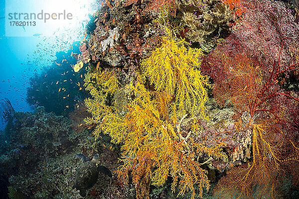 Weichkorallen und Gorgonien schmücken die Wand in dieser fidschianischen Riffszene. Am unteren Bildrand ist eine grüne Meeresschildkröte (Chelonia mydas) zu sehen  die auf eine Felsspalte zusteuert  in der sie sich ausruhen wird; Fidschi