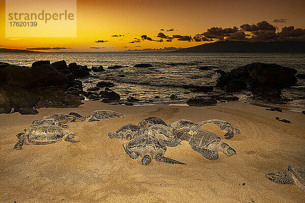 Diese Grünen Meeresschildkröten (Chelonia mydas)  eine vom Aussterben bedrohte Art  versammeln sich bei Sonnenuntergang an einem Strand vor West Maui  Hawaii. Im Hintergrund sind die Inseln Lanai und Molokai zu sehen; Maui  Hawaii  Vereinigte Staaten von Amerika