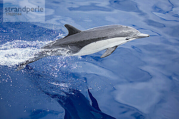 Dieser Gewöhnliche Delphin (Delphinus delphis) war einer in einer Schule von über 1000 Tieren im Pazifik  vor Mexiko; Mexiko