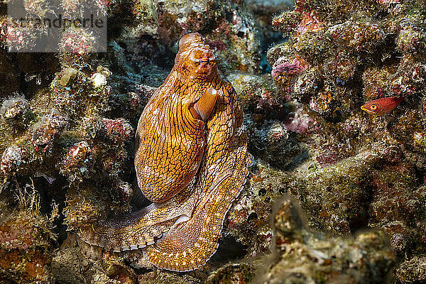 Kleiner Lippfisch späht aus dem Riff nach einem Day-Oktopus (Octopus cyanea); Hawaii  Vereinigte Staaten von Amerika