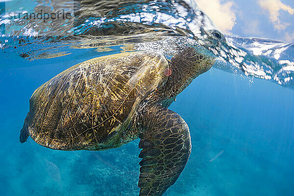 Grüne Meeresschildkröte (Chelonia mydas) taucht zum Luftholen vor der Küste von Maui auf. Diese Art ist vom Aussterben bedroht; Hawaii  Vereinigte Staaten von Amerika