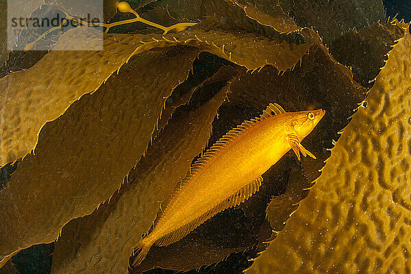 Riesentangfische (Heterostichus rostratus) haben nicht nur die Form von Seetangblättern  sondern können auch die Farbe von Seetang annehmen und fügen sich perfekt in einen Wald aus Riesentang (Macrocystis pyrifera) vor Catalina Island  Kalifornien  USA  ein. Er ist derzeit der einzige bekannte Vertreter seiner Gattung; Kalifornien  Vereinigte Staaten von Amerika