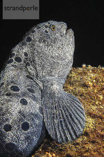 Ein weiblicher Wolfsaal (Anarrhichthys ocellatus) vor Hornby Island  BC  Kanada; British Columbia  Kanada