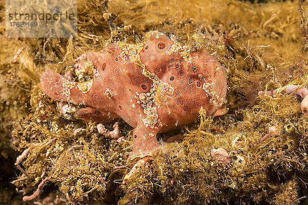 Gefärbter Anglerfisch (Antennarius pictus) vor Dumaguete  Philippinen; Philippinen