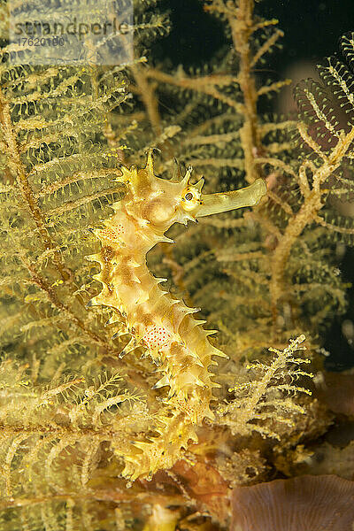 Dieses Stachelseepferdchen (Hippocampus hixtrix) wurde vor der Insel Malapascua auf den Philippinen fotografiert; Philippinen