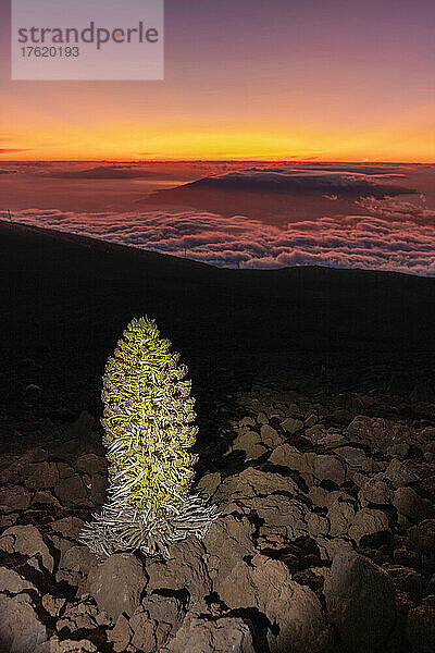 Eine seltene Silberschwertpflanze (Argyroxiphium sandwicense macrocephalum) blüht bei Sonnenuntergang mit Blick nach Norden auf die West Maui Mountains und die Insel Lanai  Haleakala National Park; Maui  Hawaii  Vereinigte Staaten von Amerika