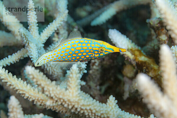 Der Langnasen-Feilenfisch (Oxymonacanthus longirostris) wird fast vier Zoll lang; Fidschi