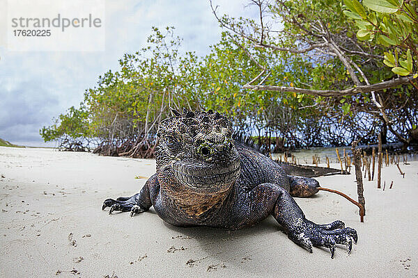 Dieser Meeresleguan (Amblyrhynchus cristatus) wurde fotografiert  kurz nachdem er durch die Mangroven aus dem Meer aufgetaucht war  nachdem er sich einen Morgen lang unter Wasser von Algen ernährt hatte; Santa Cruz Island  Galapagos  Ecuador