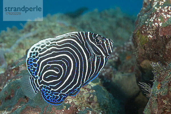 Dies ist das Jungtier eines Kaiser-Kaiserfisches (Pomacanthus imperator). Als Erwachsene können sie ein lautes Klopfgeräusch erzeugen  wenn sie gestört werden; Yap  Föderierte Staaten von Mikronesien