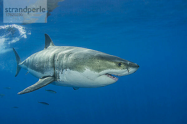 Dieser Weiße Hai (Carcharodon carcharias) wurde vor der Insel Guadalupe in Mexiko fotografiert; Mexiko