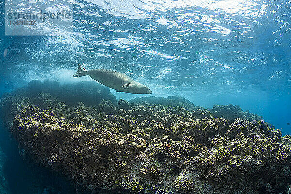 Eine Hawaiianische Mönchsrobbe (Monachus schauinslandi) (endemisch und vom Aussterben bedroht) kreuzt über einem flachen Riff in Hawaii. Unterwasserbegegnungen mit Mönchsrobben sind selten; Hawaii  Vereinigte Staaten von Amerika