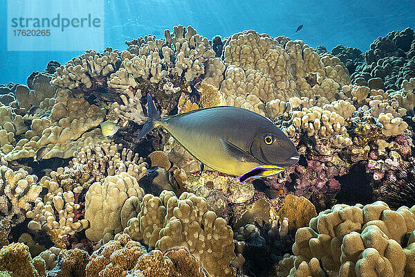 Dieser schlanke Einhornfisch (Naso hexacanthus) macht einen Zwischenstopp an einer Reinigungsstation  die von einem endemischen hawaiianischen Putzerfisch (Labroides phthirophagus) betrieben wird  auf der Molokini-Insel vor Maui  Hawaii  USA; Hawaii  Vereinigte Staaten von Amerika