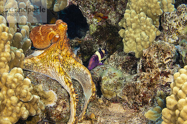 Tag-Oktopus (Octopus cyanea) und ein Manybar-Ziegenfisch (Parupeneus multifasciatus) auf Hawaii. Diese beiden sieht man oft zusammen auf dem Riff jagen  wie hier abgebildet; Hawaii  Vereinigte Staaten von Amerika