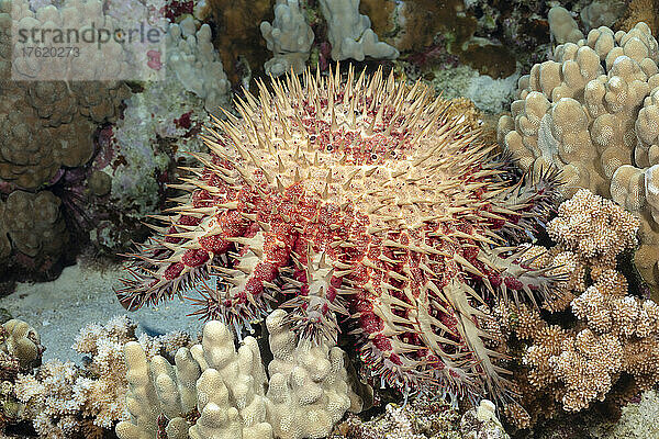 Der Dornenkronenseestern (Acanthaster planci) ernährt sich von lebenden Korallen und ist mit sehr scharfen Stacheln bedeckt; Hawaii  Vereinigte Staaten von Amerika