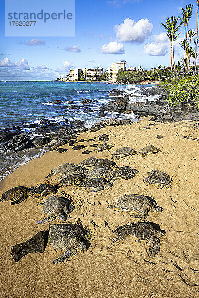 Achtzehn Grüne Meeresschildkröten (Chelonia mydas)  eine vom Aussterben bedrohte Art  versammeln sich an einem abgelegenen Strandabschnitt vor West Maui  Hawaii  USA; Maui  Hawaii  Vereinigte Staaten von Amerika