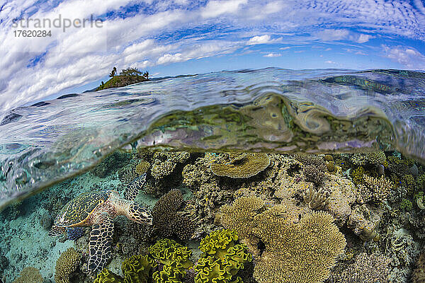 Splitbild einer Echten Karettschildkröte (Eretmochelys imbricata)  die ein flaches Riff vor Two Tree Island (oben)  vor der Insel Kadavu in der südöstlichen Ecke der Fidschi-Inseln  auf einen Nachmittagssnack untersucht; Fidschi