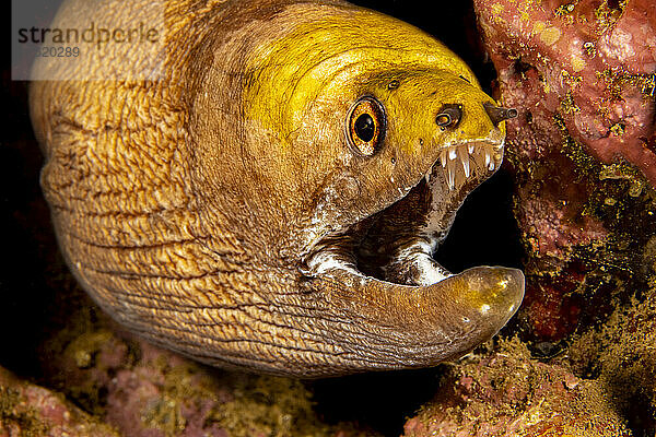 Nahaufnahme des Mauls einer Gelbkopfmuräne (Gymnothorax rueppelliae); Hawaii  Vereinigte Staaten von Amerika