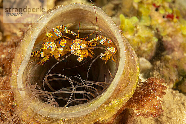 Diese drei Anemonengarnelen (Thor amboinensis) leben normalerweise an der Basis dieser Röhrenanemone  die sich in ihren selbstgebauten Schornstein zurückgezogen hat; Philippinen