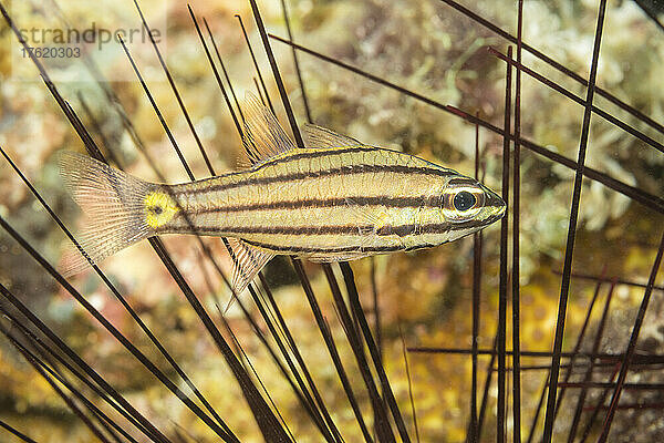 Der Zahnkardinalfisch  Cheilodipterus isostigmus  ist C. quinquelineatus sehr ähnlich  mit nur geringen Unterschieden; Philippinen