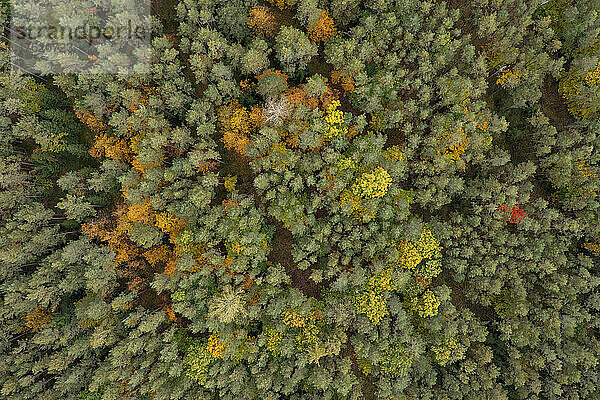 Drohnenansicht des grünen Herbstwaldes