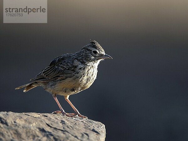 Small bird standing on rocky surface