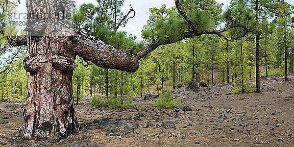 Spanien  Provinz Santa Cruz de Teneriffa  Kanarischer Kiefernwald (Pinus canariensis) im Teide-Nationalpark