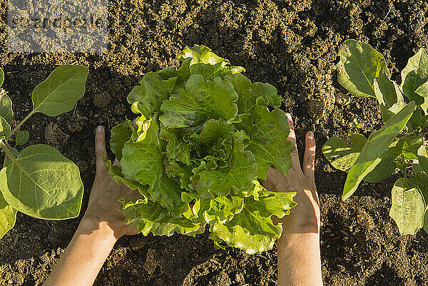 Frauenhände ernten Salat im Biogarten