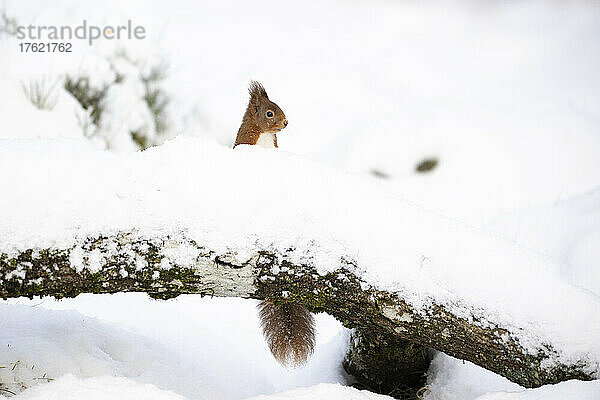Rotes Eichhörnchen (Sciurus vulgaris) späht hinter einem schneebedeckten Ast hervor