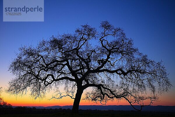 Großer kahler Baum unter Himmel bei Sonnenuntergang  Nationalpark Cabaneros  Spanien