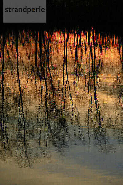 Die Oberfläche des Sees spiegelt die Silhouetten kahler Bäume in der Winterdämmerung wider