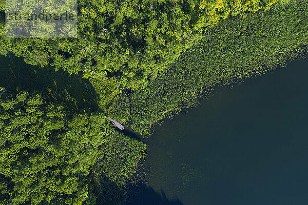 Luftaufnahme des bewaldeten Ufers des Großen Linowsees im Sommer