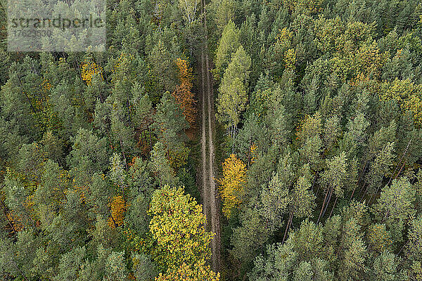 Drohnenansicht einer unbefestigten Straße  die durch grünen Herbstwald führt