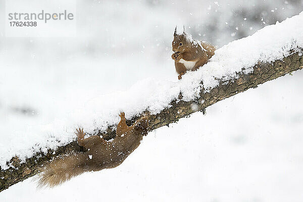 Red squirrel (Sciurus vulgaris) feeding on snow-covered branch