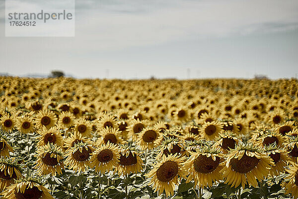 Sonnenblumenfeld an einem sonnigen Tag