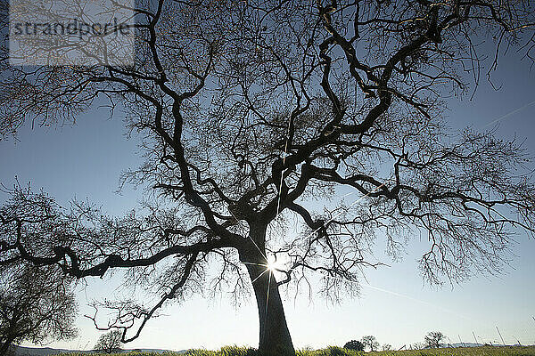 Sonnenstrahlen kommen durch einen Baum im Nationalpark Cabaneros  Spanien