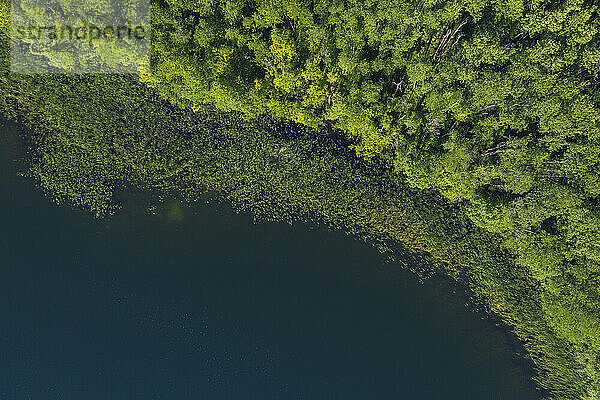 Luftaufnahme des bewaldeten Ufers des Großen Linowsees im Sommer
