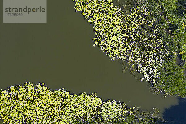 Luftaufnahme der grünen Oberfläche des Gobenowsees im Sommer