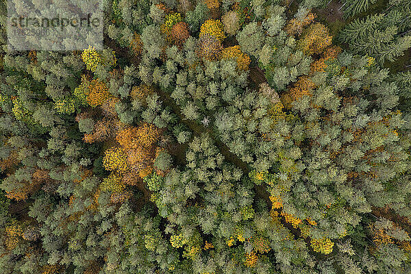 Drohnenansicht des grünen Herbstwaldes