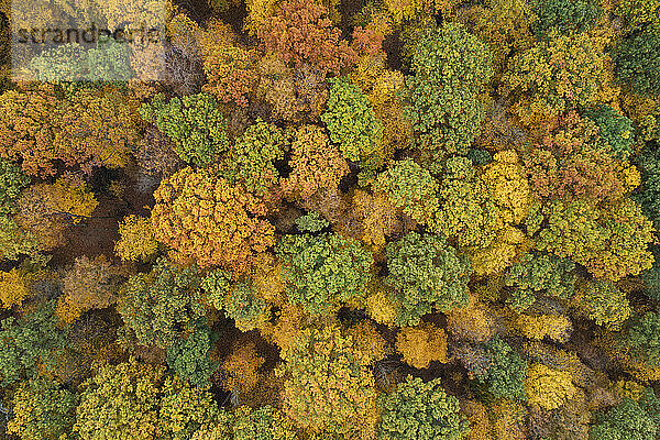 Drohnenansicht des gelben Herbstwaldes