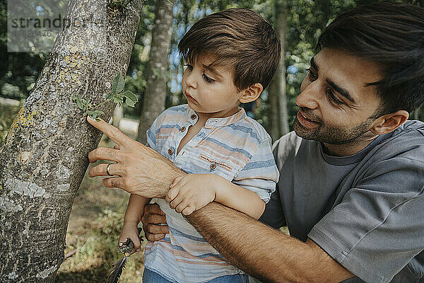Father and son looking at tree