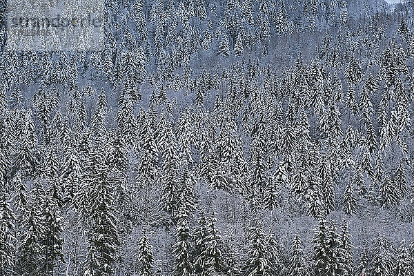 Schneebedeckte Bäume im Winterwald